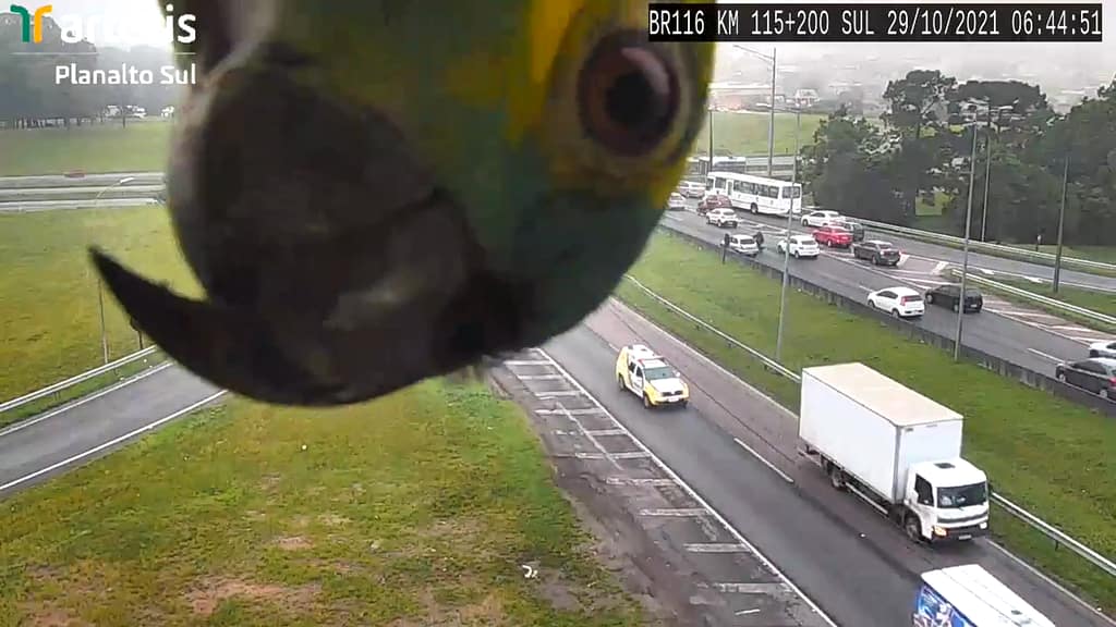 Parrot plays with highway camera in Brazil